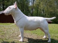 Bulterier miniaturowy